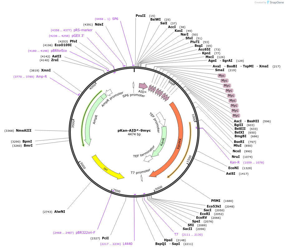 99522-plasmid-map-sequence-id-191050