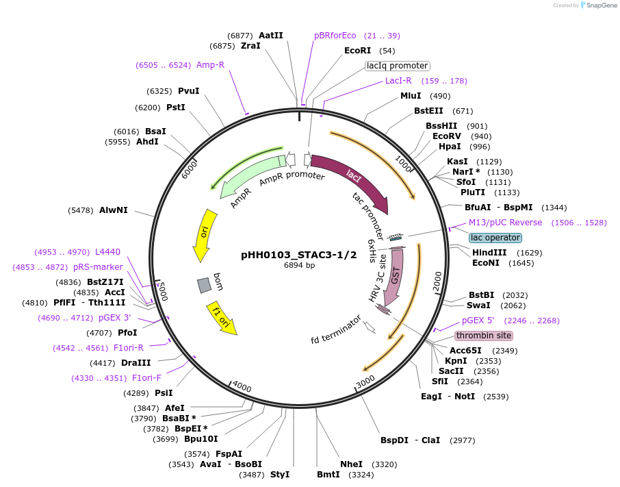 91271-plasmid-map-sequence-id-191065