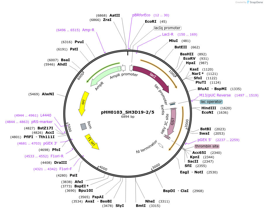 91272-plasmid-map-sequence-id-191066