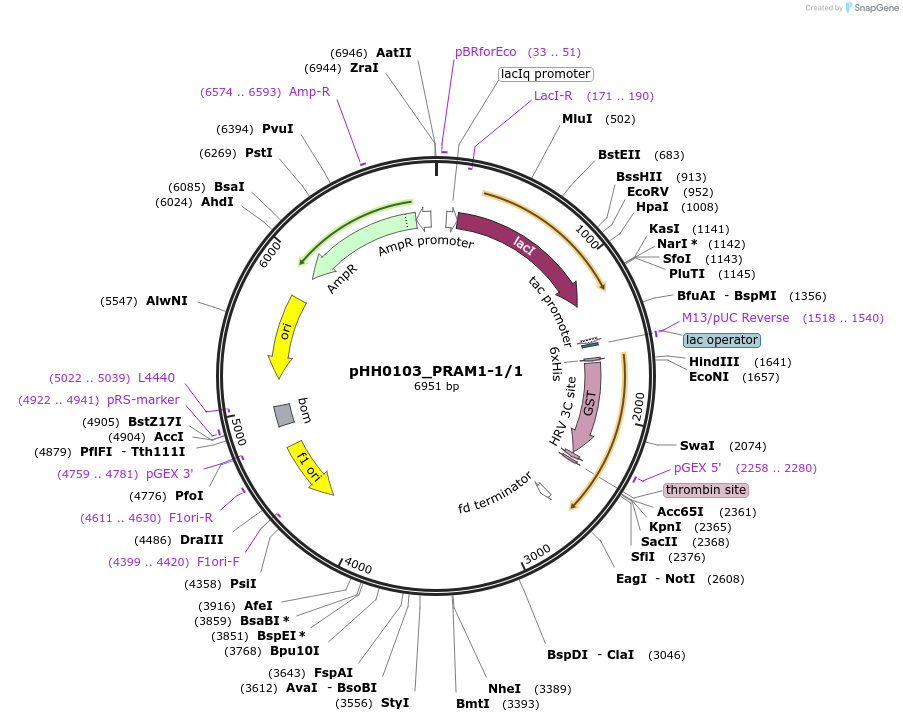 91279-plasmid-map-sequence-id-191075
