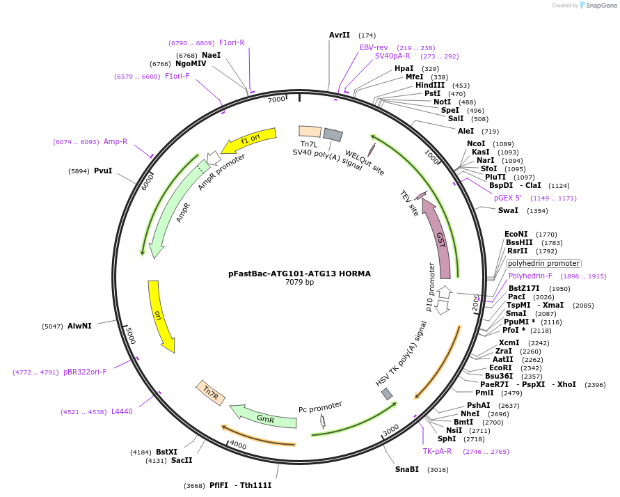 99332-plasmid-map-sequence-id-191076