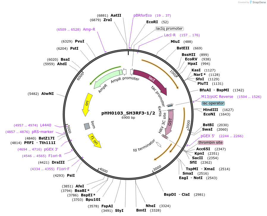 91280-plasmid-map-sequence-id-191077