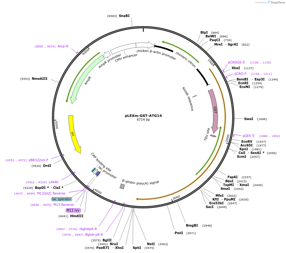 99329-plasmid-map-sequence-id-191085