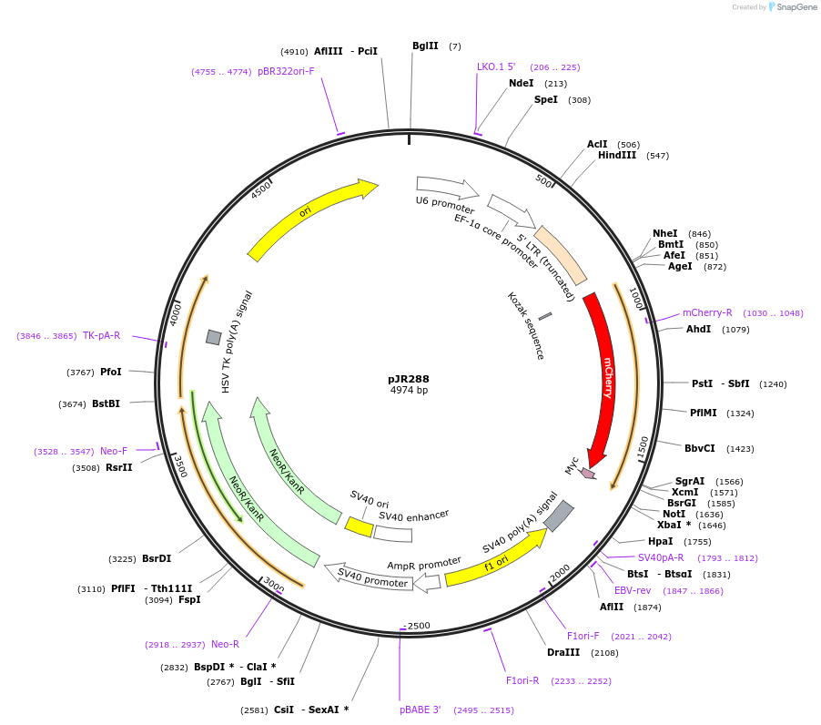 78550-plasmid-map-sequence-id-191096