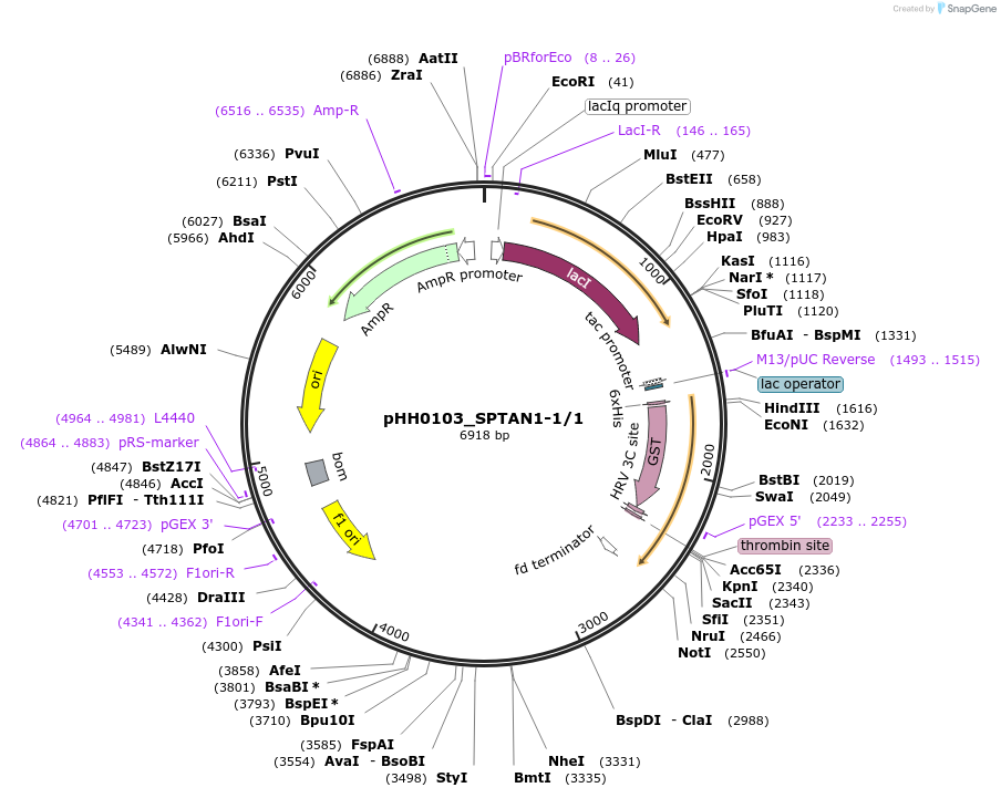 91292-plasmid-map-sequence-id-191117