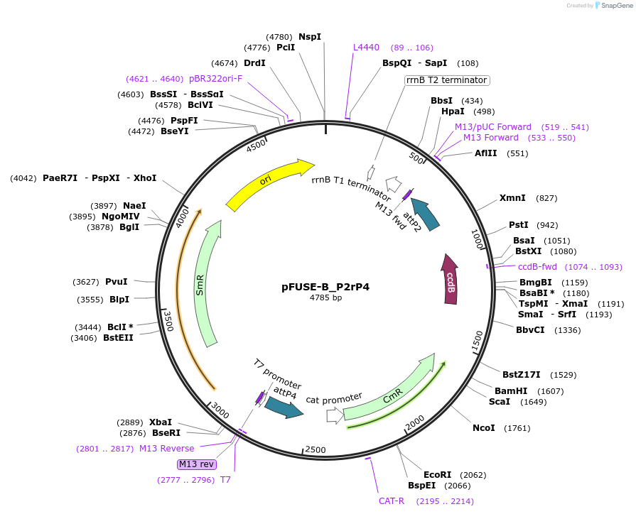 97185-plasmid-map-sequence-id-191121