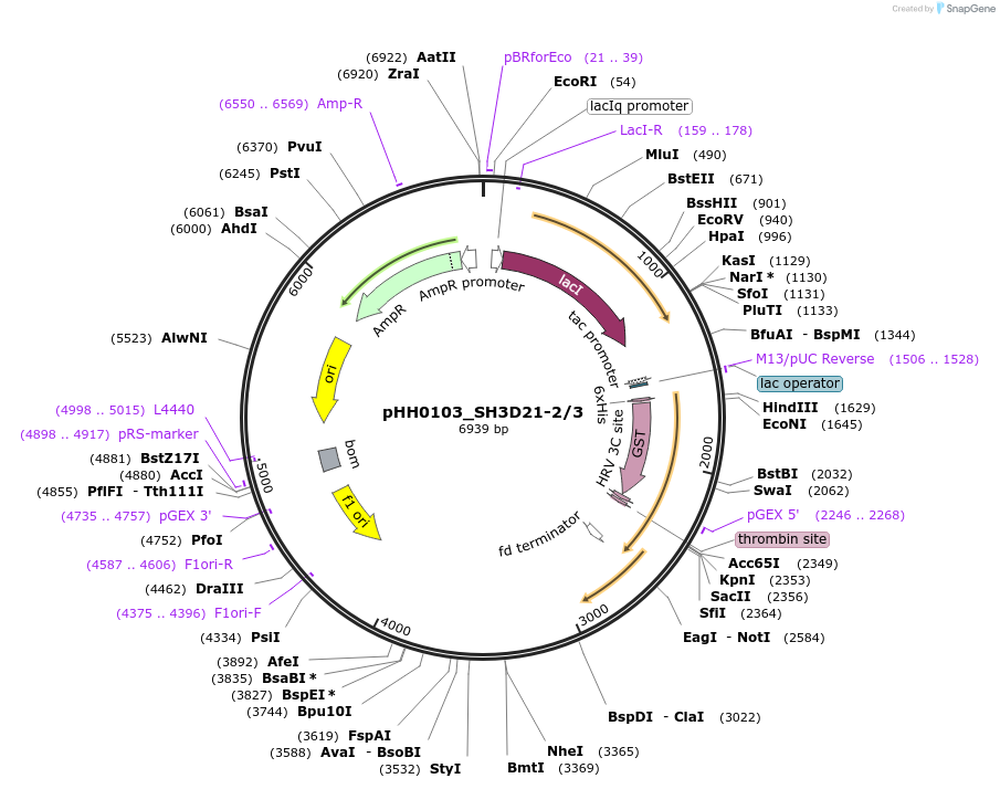 91297-plasmid-map-sequence-id-191127