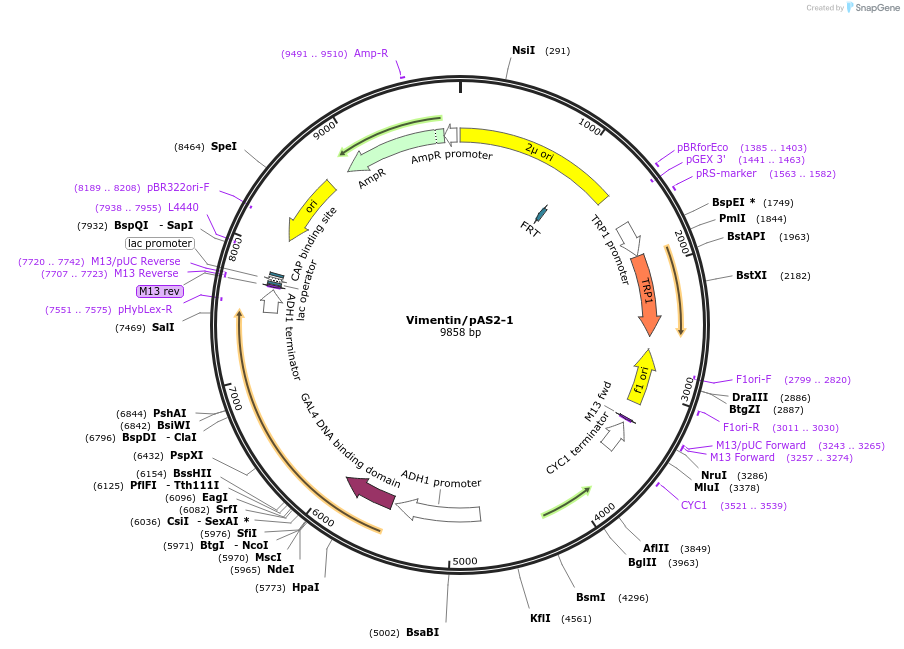 98136-plasmid-map-sequence-id-191128