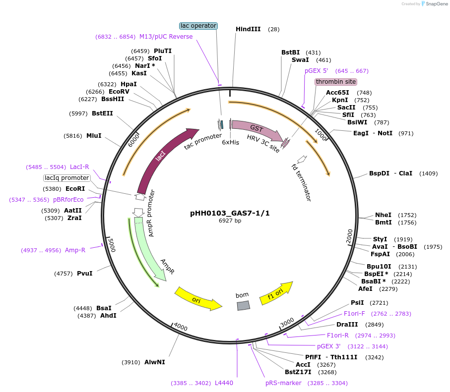 91301-plasmid-map-sequence-id-191132
