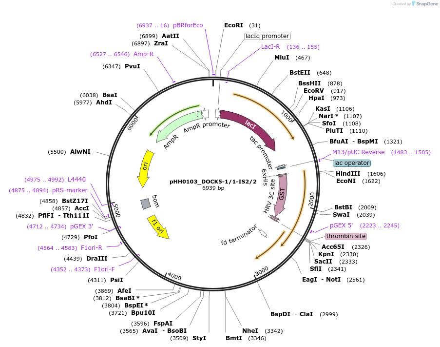 91304-plasmid-map-sequence-id-191135