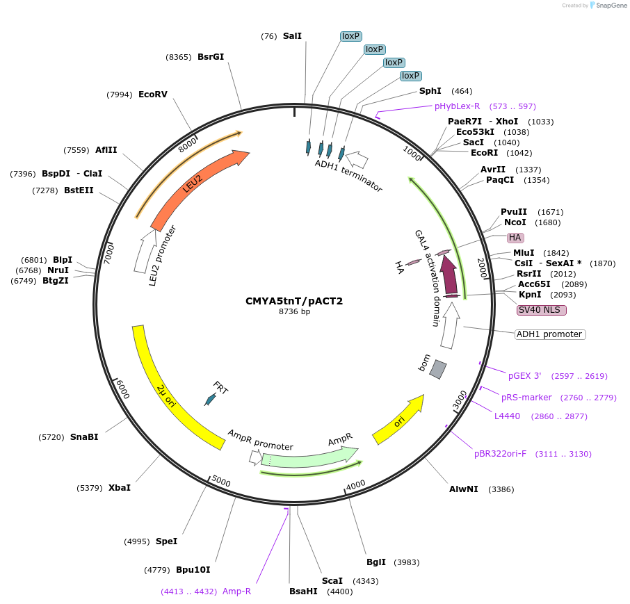 98126-plasmid-map-sequence-id-191147