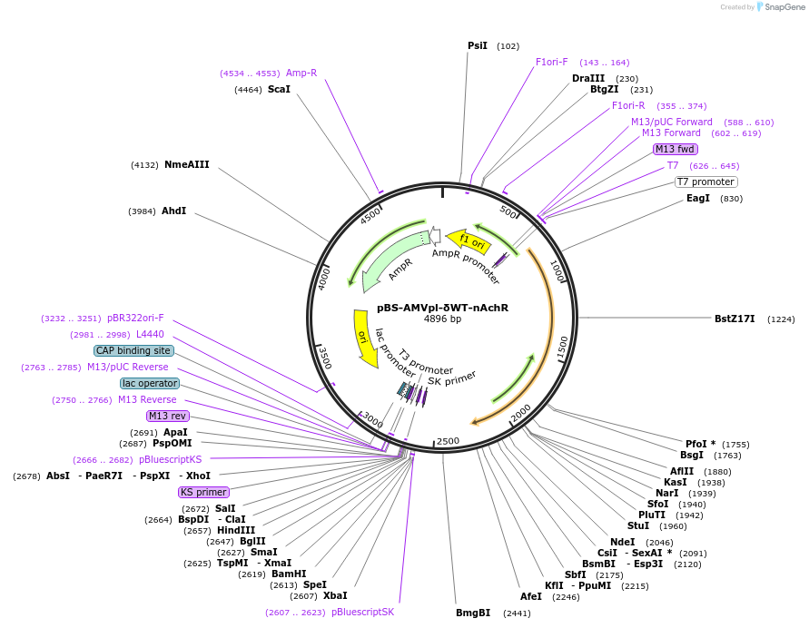 97188-plasmid-map-sequence-id-191155