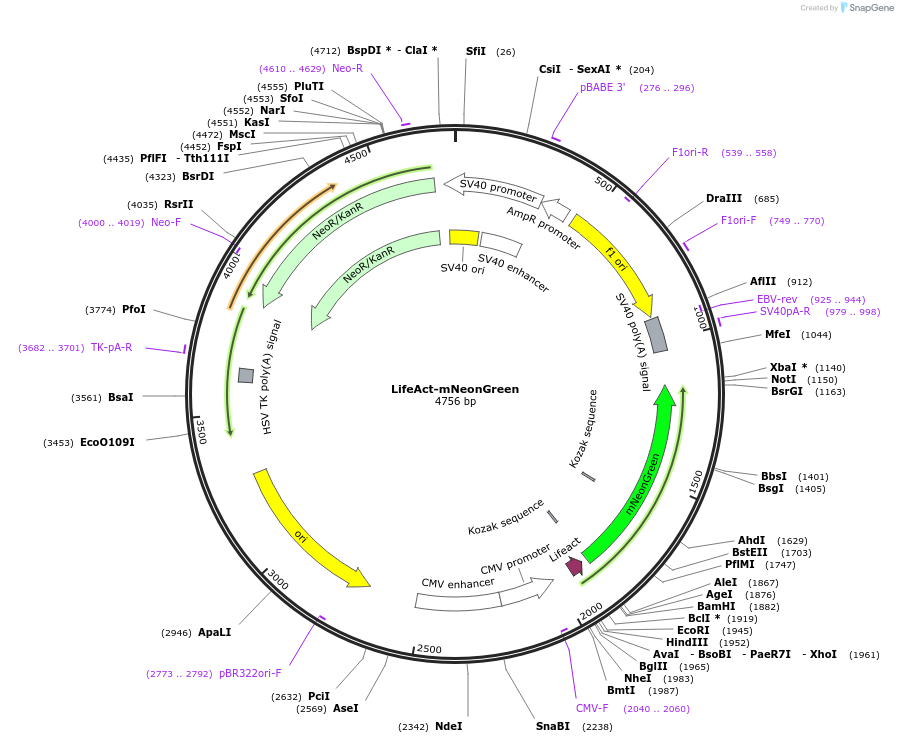 98877-plasmid-map-sequence-id-191163