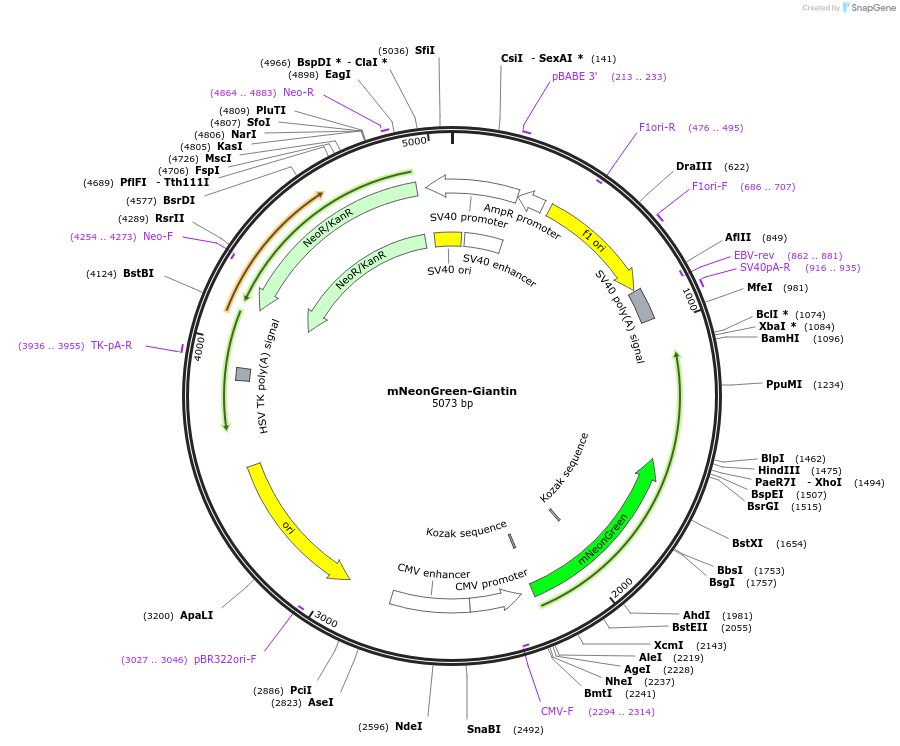 98880-plasmid-map-sequence-id-191166