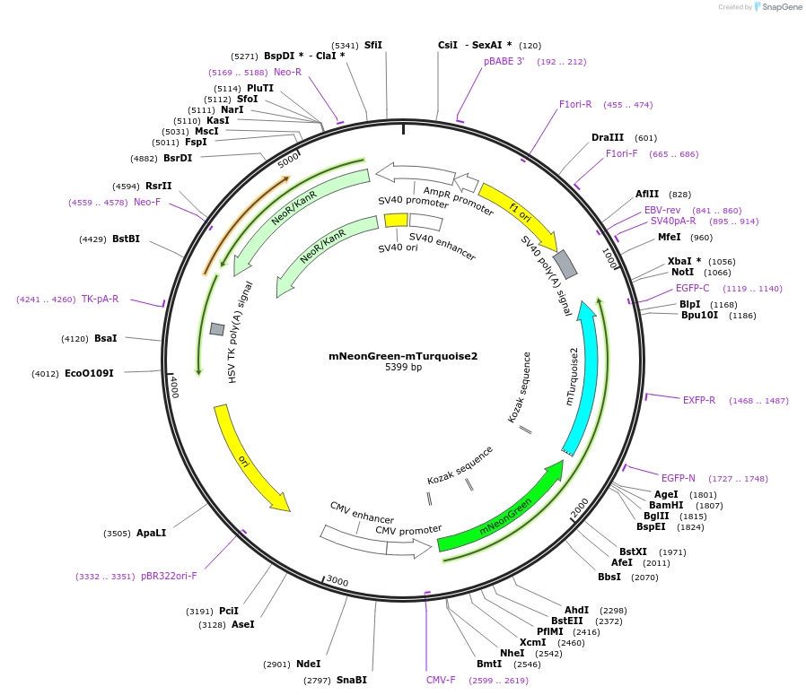 98886-plasmid-map-sequence-id-191170