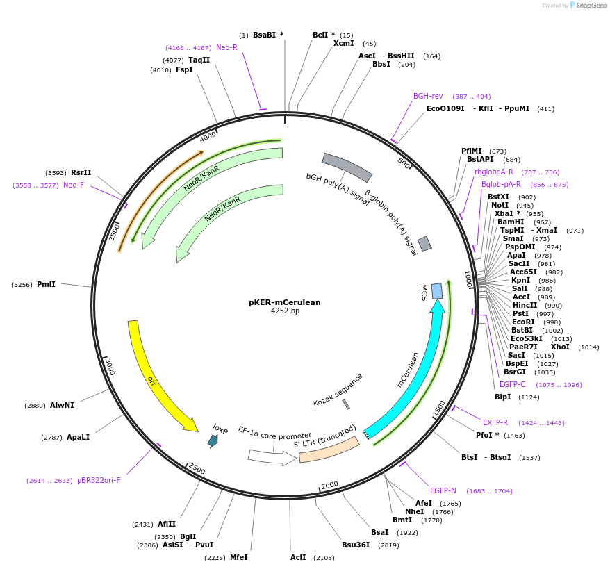 86622-plasmid-map-sequence-id-191171