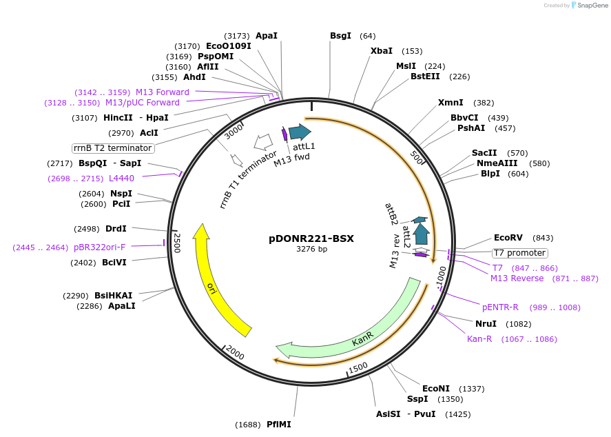 101410-plasmid-map-sequence-id-191281