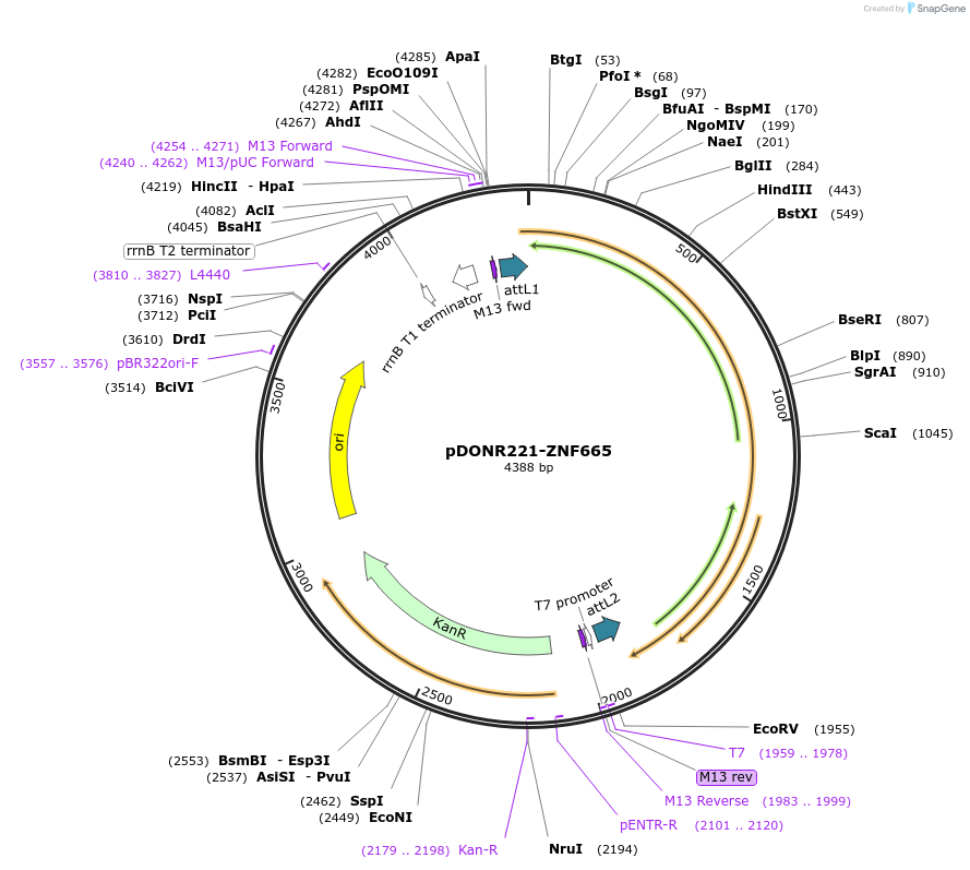101448-plasmid-map-sequence-id-191357