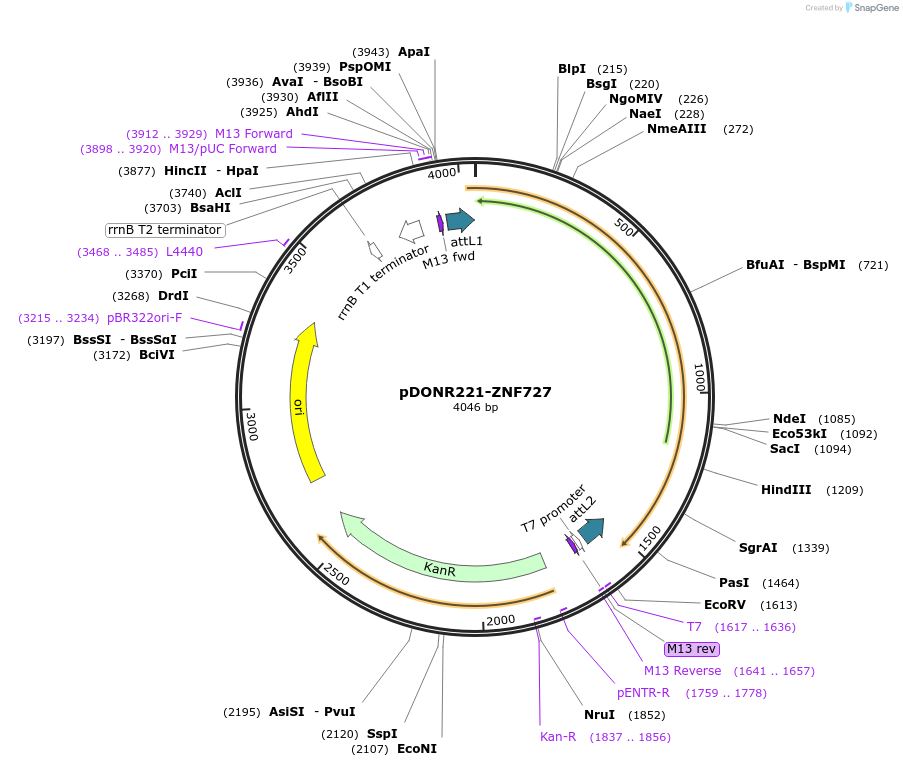 101466-plasmid-map-sequence-id-191393