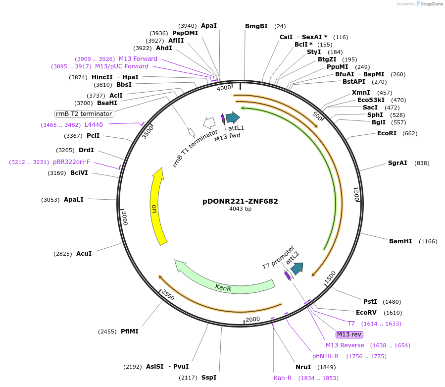 101475-plasmid-map-sequence-id-191411