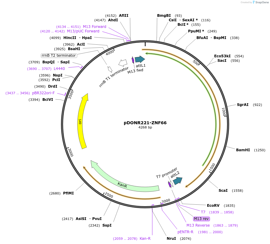 101502-plasmid-map-sequence-id-191465