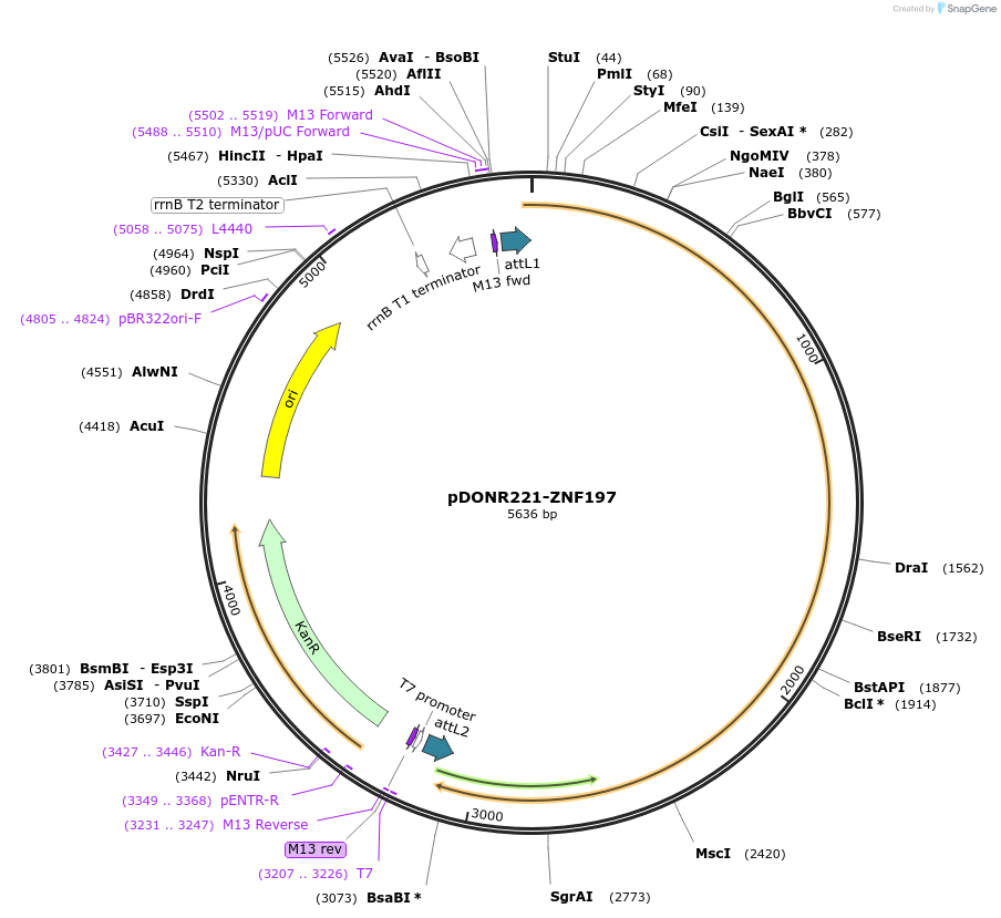 101547-plasmid-map-sequence-id-191555