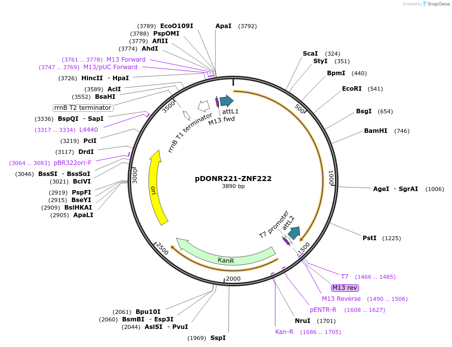 101622-plasmid-map-sequence-id-191705