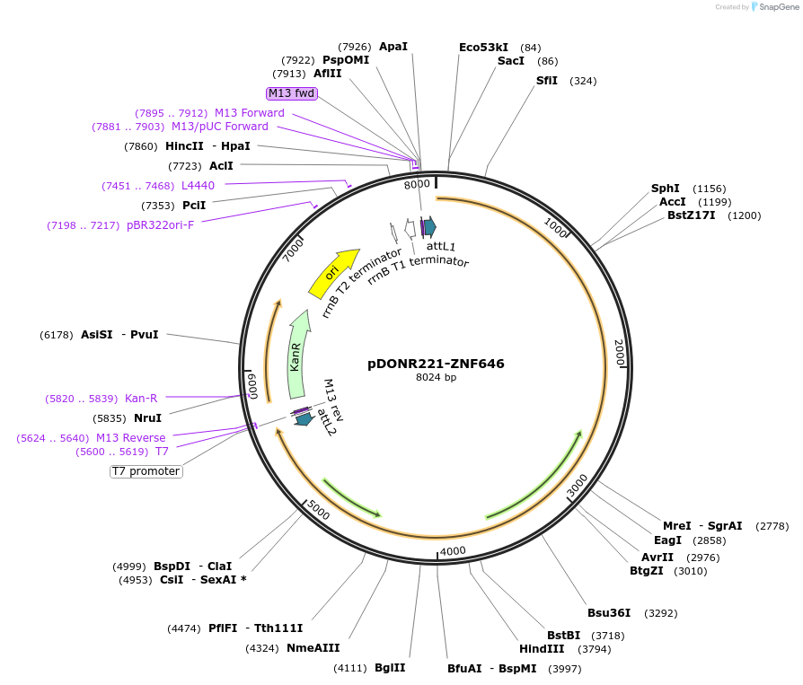 101625-plasmid-map-sequence-id-191711