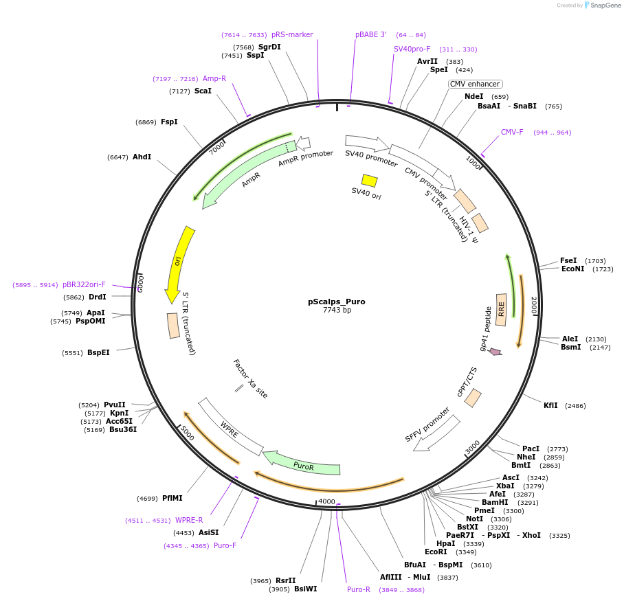 99636-plasmid-map-sequence-id-191758