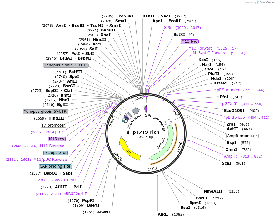 99050-plasmid-map-sequence-id-191760