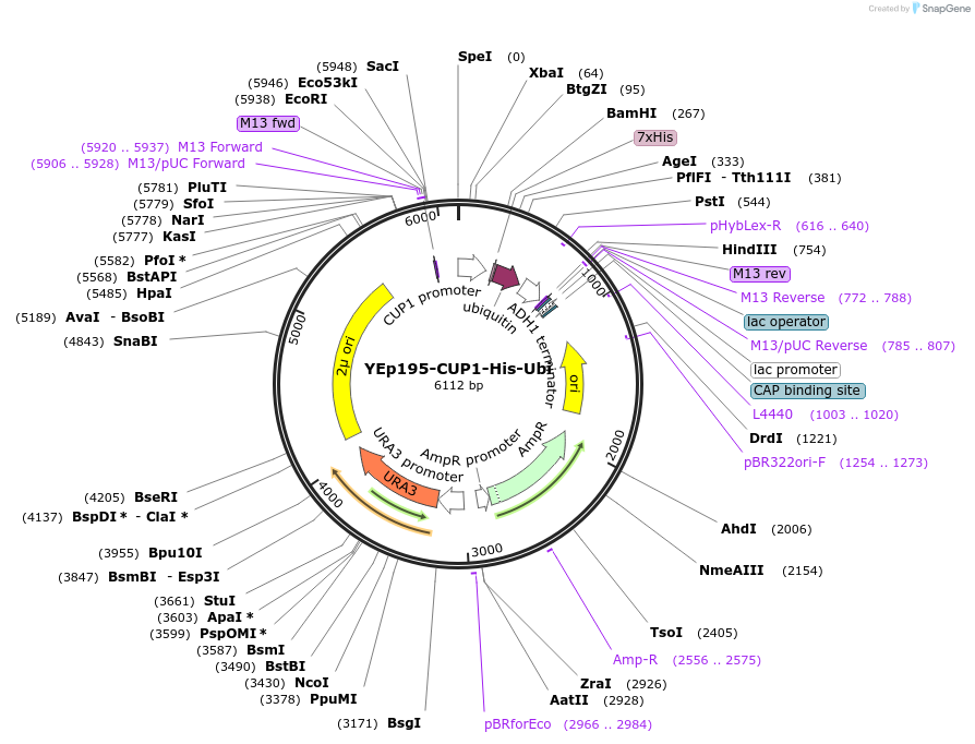 99540-plasmid-map-sequence-id-191767