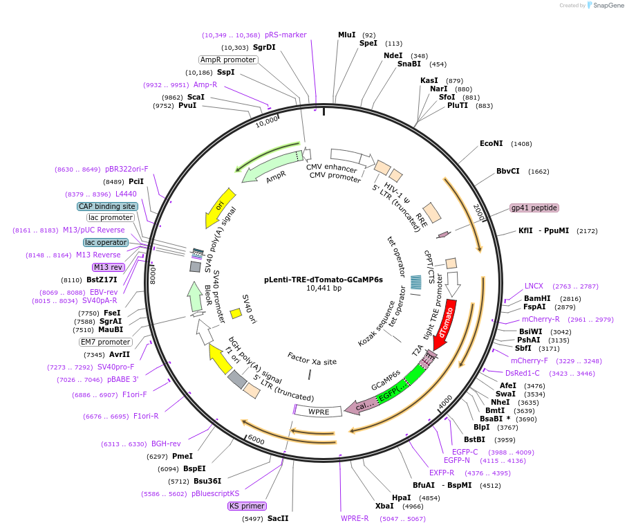 99864-plasmid-map-sequence-id-191769