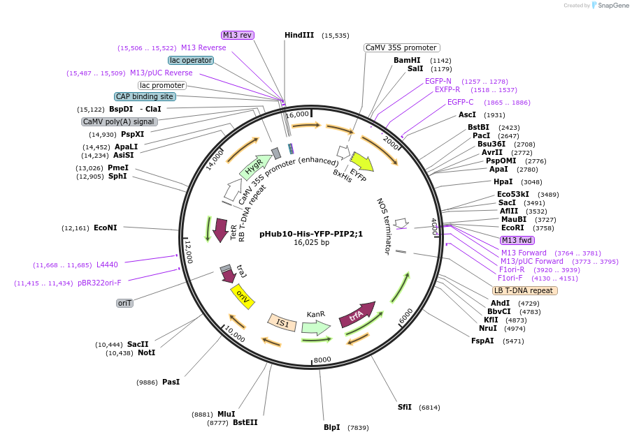 99386-plasmid-map-sequence-id-191779