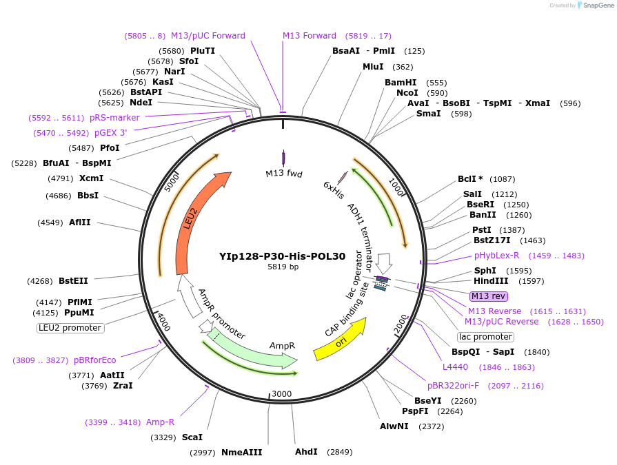99542-plasmid-map-sequence-id-191784