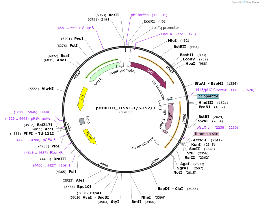 91318-plasmid-map-sequence-id-191785