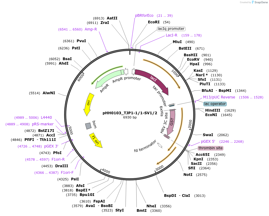 91321-plasmid-map-sequence-id-191790