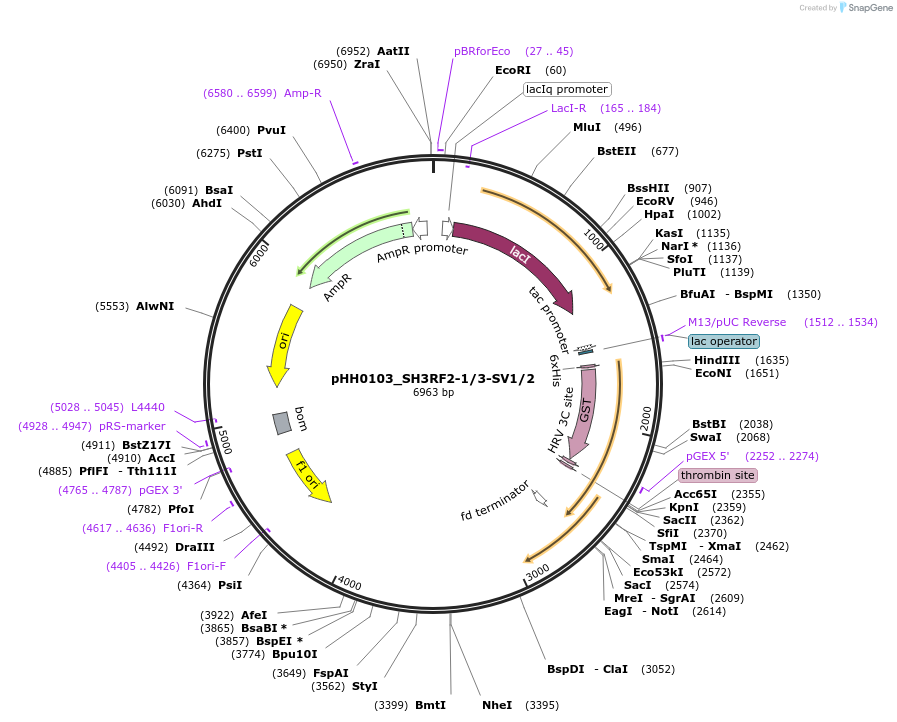 91322-plasmid-map-sequence-id-191792