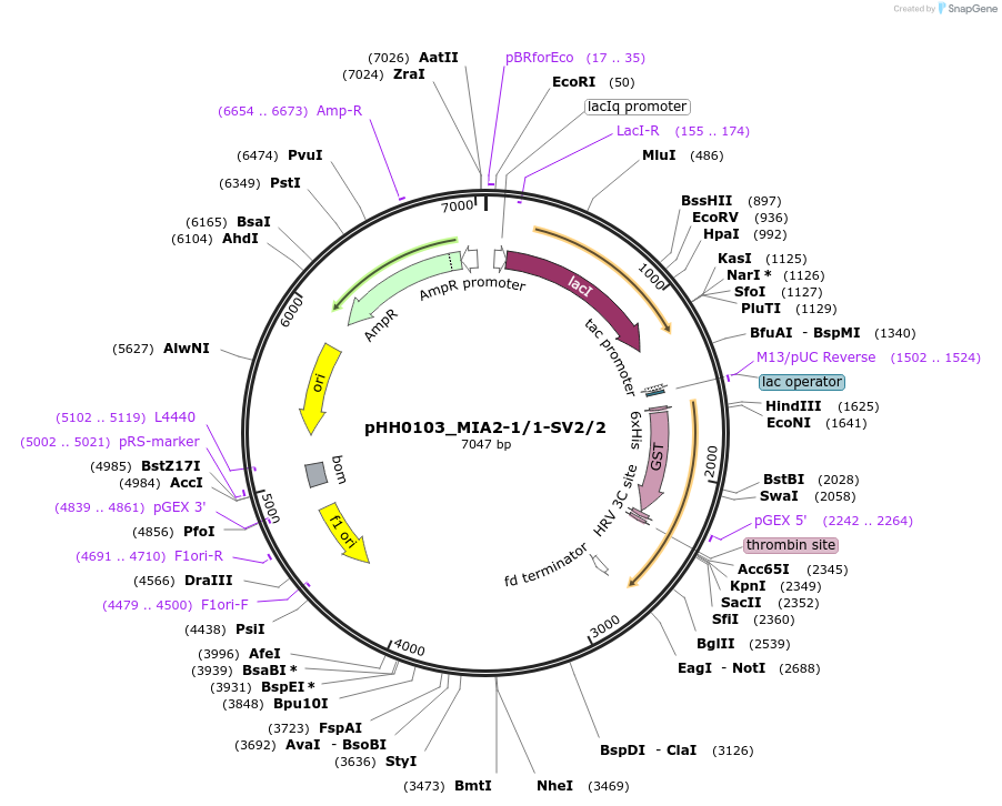 91326-plasmid-map-sequence-id-191796