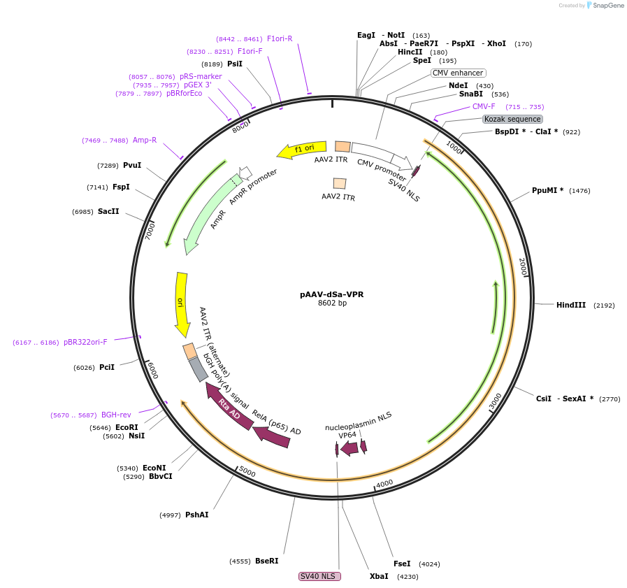 99651-plasmid-map-sequence-id-191797