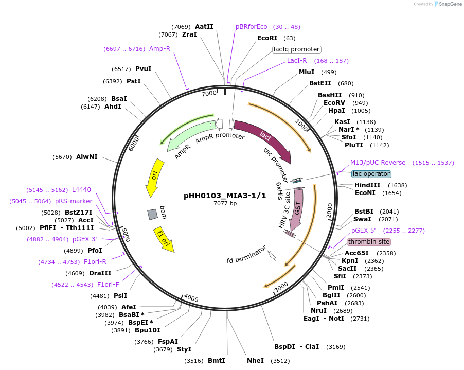 91327-plasmid-map-sequence-id-191799