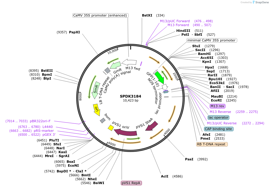 97405-plasmid-map-sequence-id-191800
