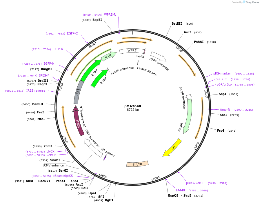 25434-plasmid-map-sequence-id-191805