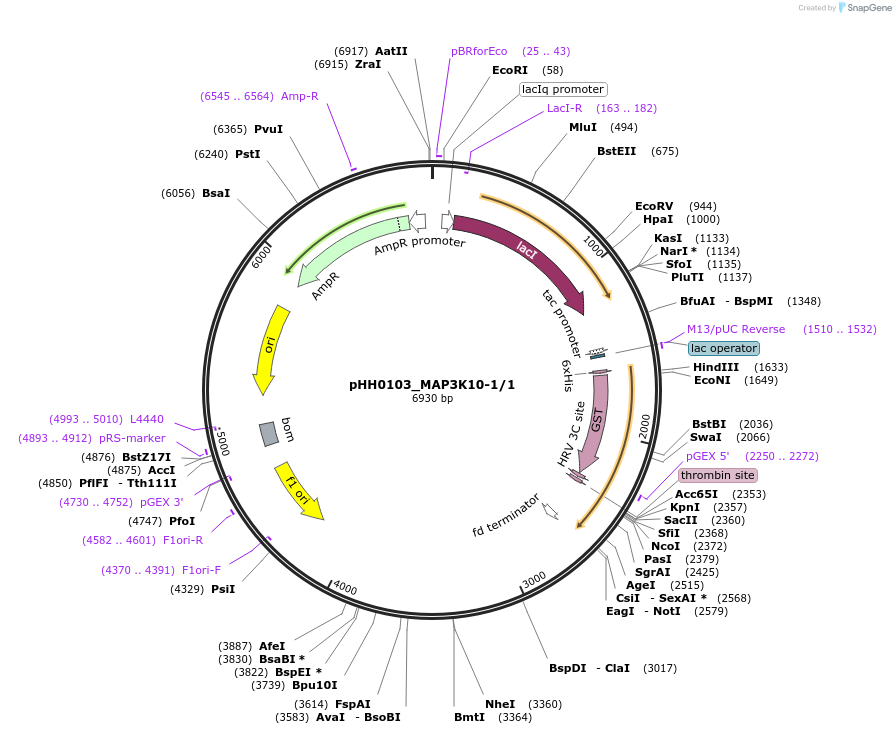 91329-plasmid-map-sequence-id-191806