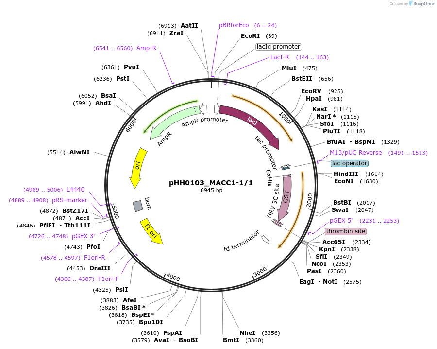 91333-plasmid-map-sequence-id-191820