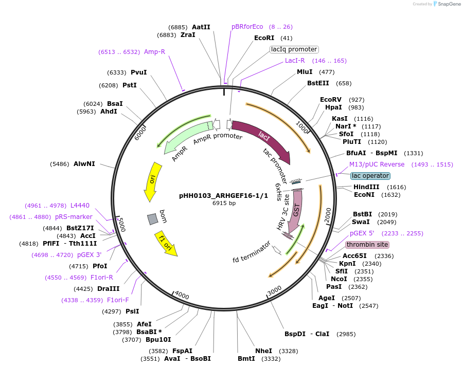 91334-plasmid-map-sequence-id-191821