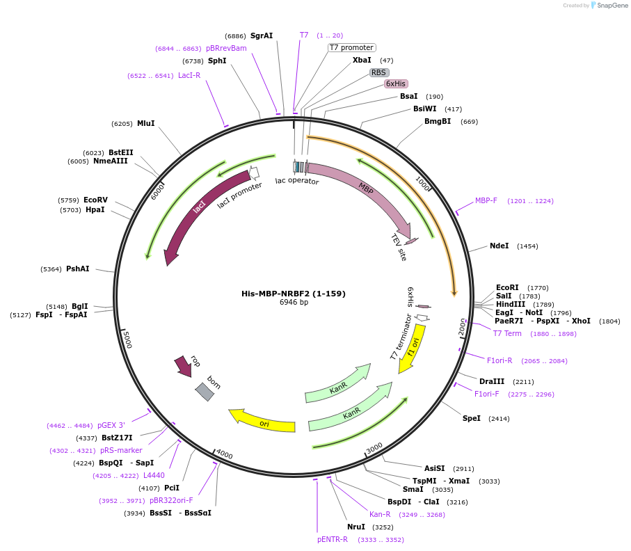 99331-plasmid-map-sequence-id-191826
