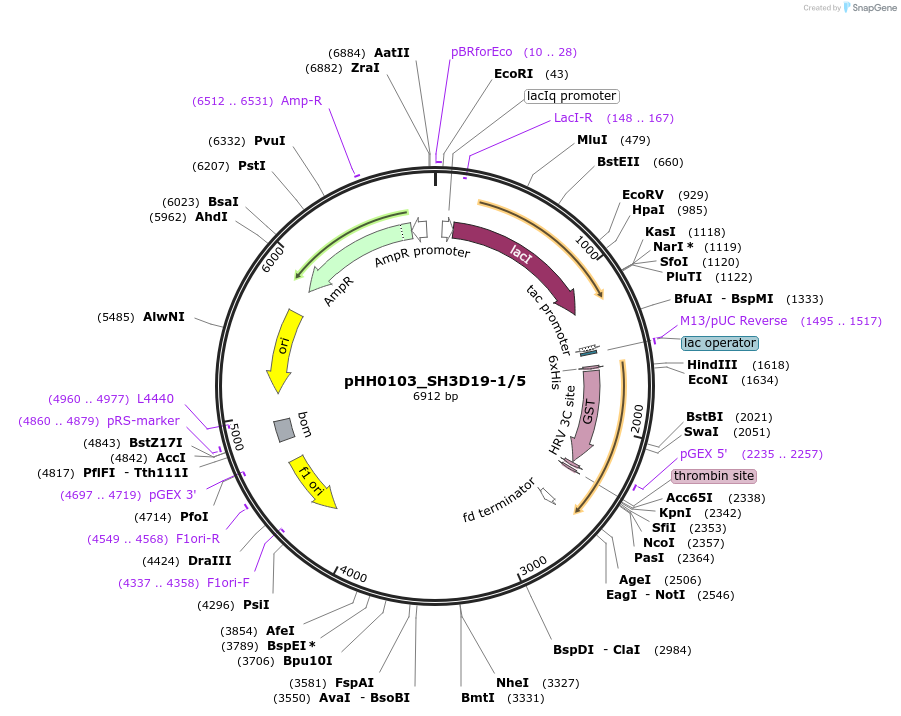91339-plasmid-map-sequence-id-191839