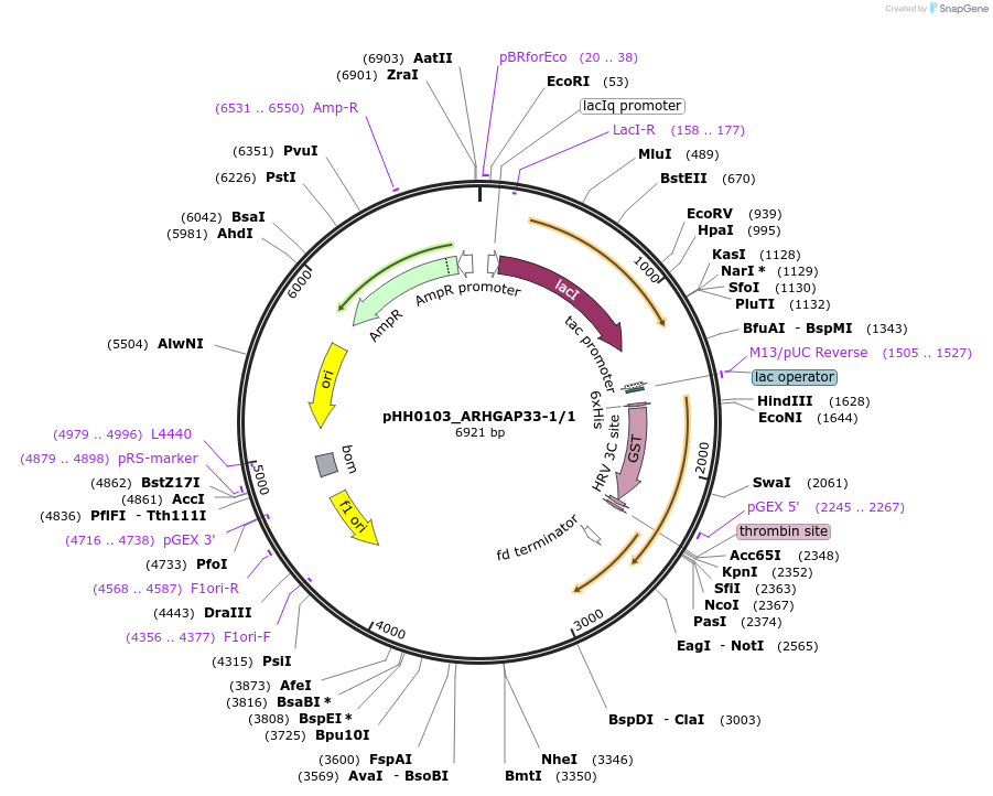 91341-plasmid-map-sequence-id-191840
