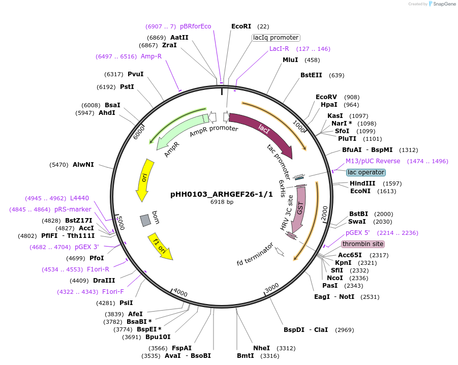 91342-plasmid-map-sequence-id-191842