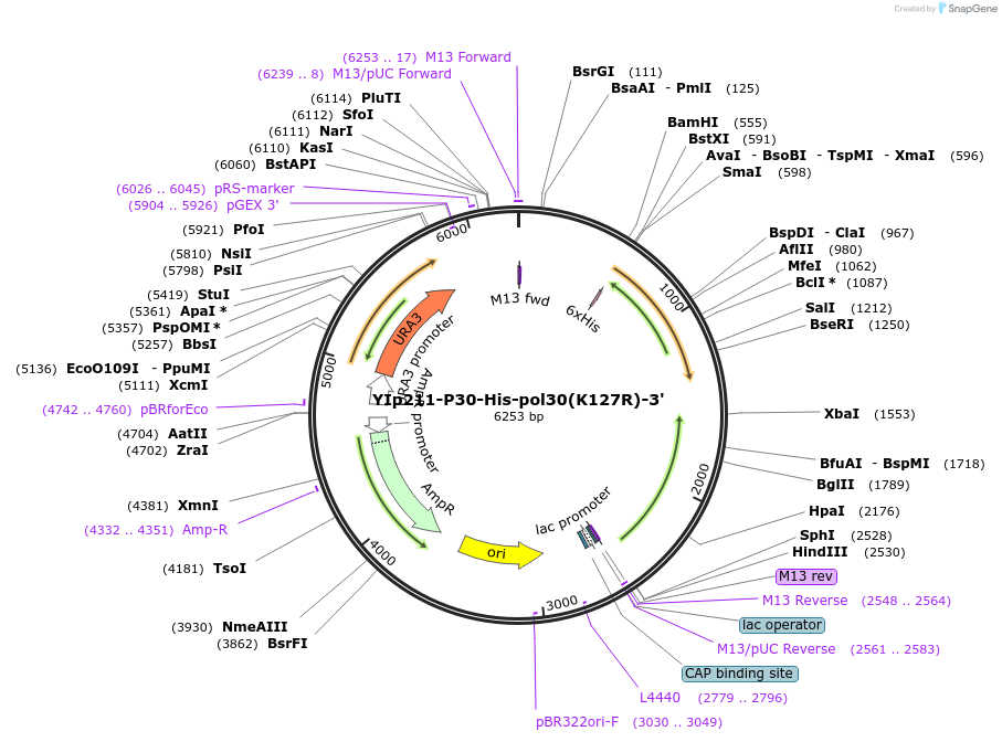 99547-plasmid-map-sequence-id-191861